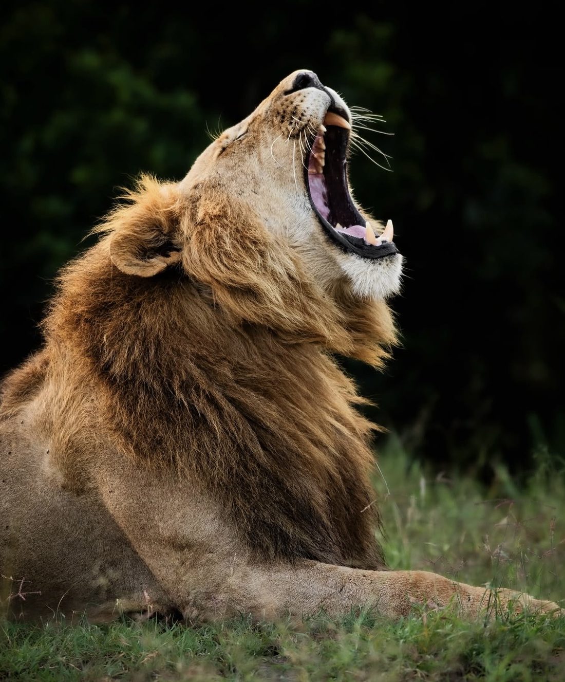 Male lion resting in long grass, East African savannah