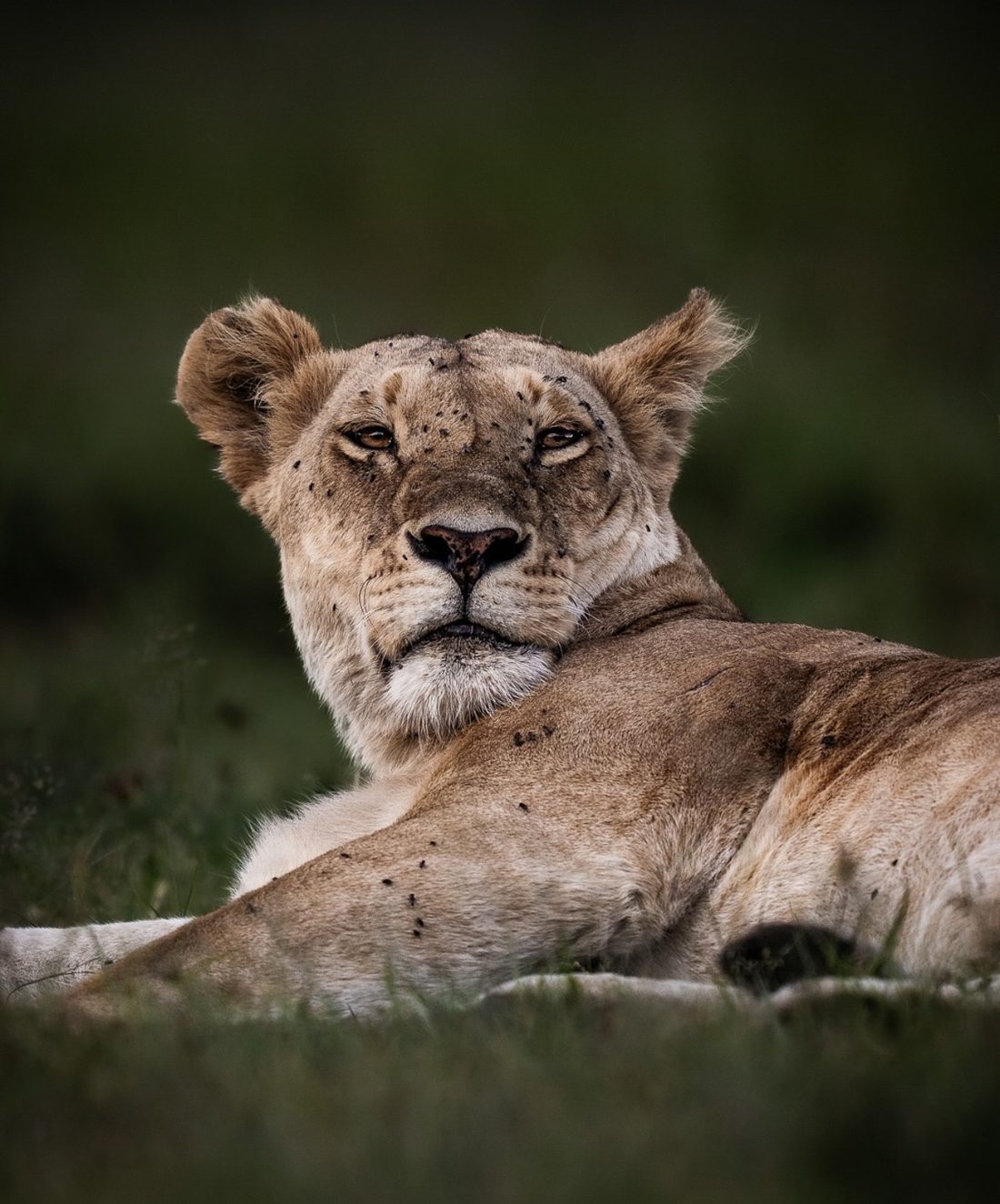 Lioness lying in green grass at close range